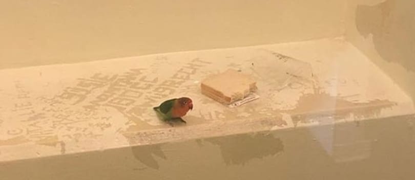 Rendőrségi cellában végezte egy madár Hollandiában