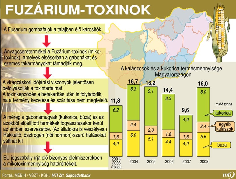 Hogyan kerül toxin a kenyérbe? – grafika