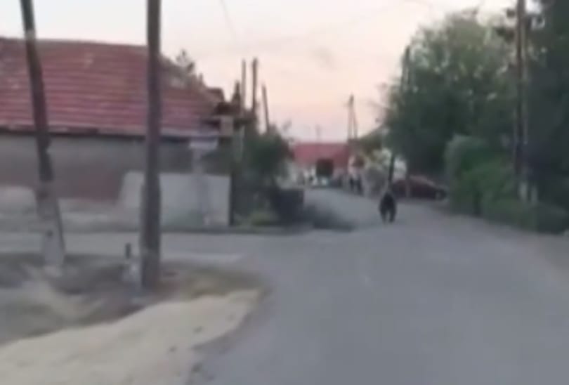 Még sincs meg, újra megszökött üldözői elől a medve