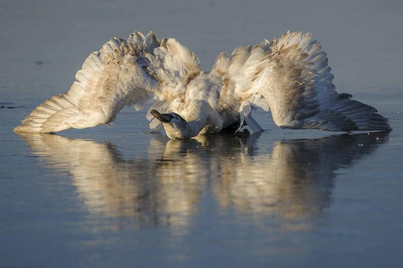 Drámai felvételek a Tisza-tavi jégbe fagyott hattyúról