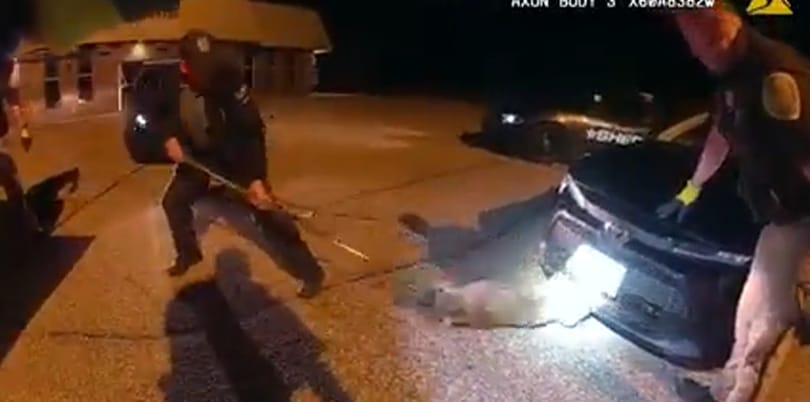 Erősítést kérünk, egy hiúz bevackolta magát egy autóba!