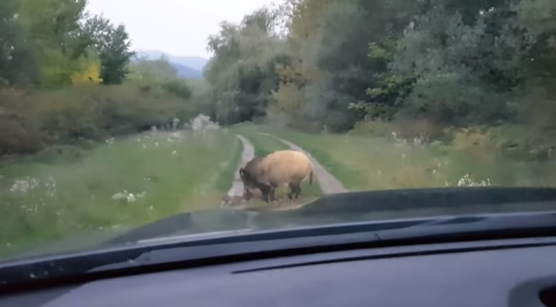 Magyar vaddisznó száguld a világhír felé – videó