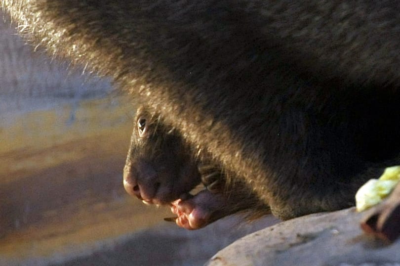 Babszemnyi méretű vombatbébi született a Fővárosi Állatkertben