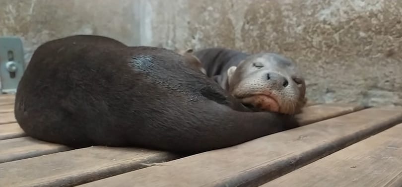 Ebből a videóból megértjük, miért lettek kedvencek az óriásvidra kölykök az állatkertben