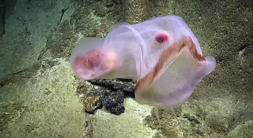 Különleges medúzát vettek filmre a tenger mélyén, egyből elkezdett vadászni – videó