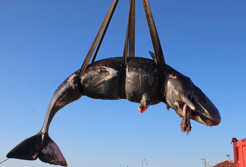 22 kiló műanyag hulladékot találtak egy partra vetődött bálna gyomrában