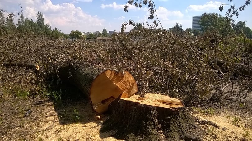 Most a volt Vidámpark területén kezdődött meg a fakivágás