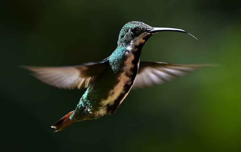 Extrém módon hibernálja magát a kolibri éjszakánként, éppenhogy nem fagy meg