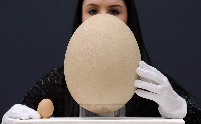 Fotó: gigantikus ősleletet árvereznek el Londonban