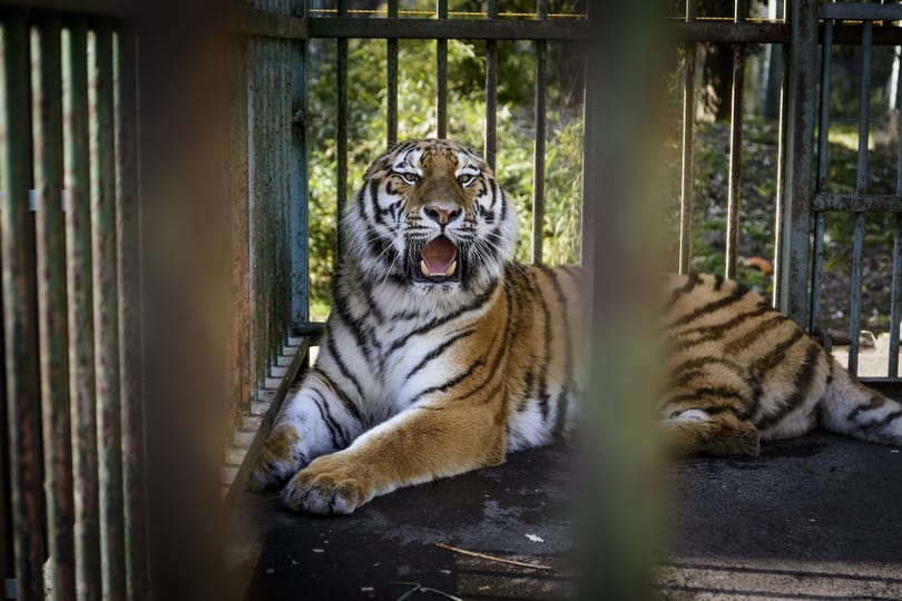 Fogamzásgátlót kap az új debreceni tigris – fotók