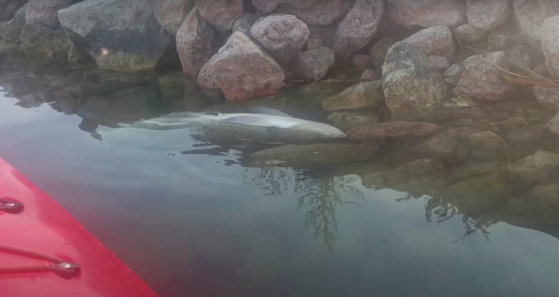Furcsán viselkedő halakat vettek videóra a Velencei-tóban
