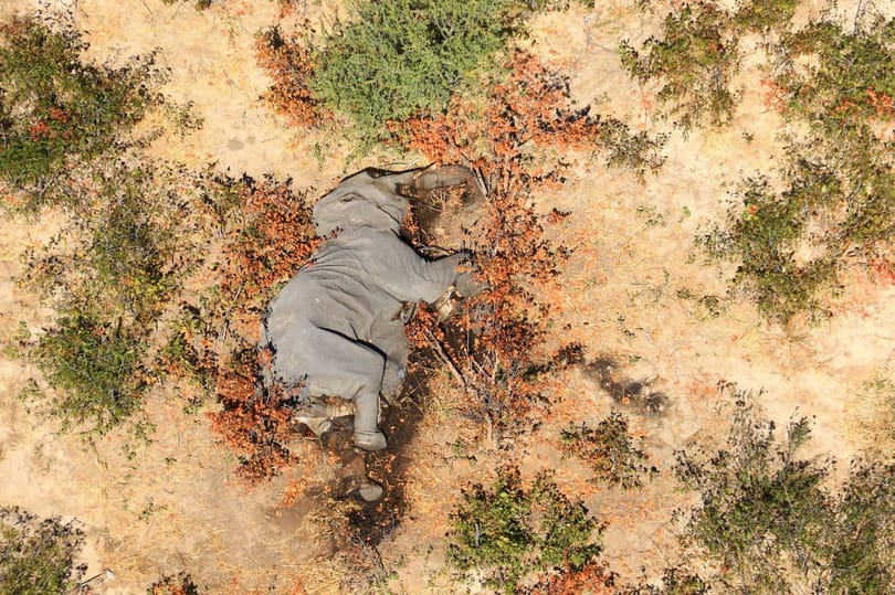 Több év kutatás után jöttek rá, mi okozta a zimbabwei elefántok tömeges pusztulását
