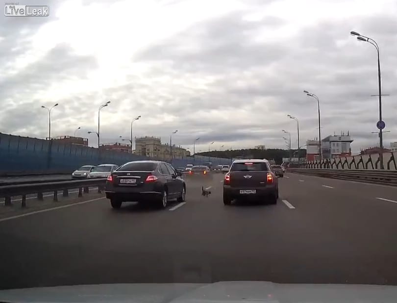 Ekkora káoszt képes okozni egy macska a többsávos úton - fotó