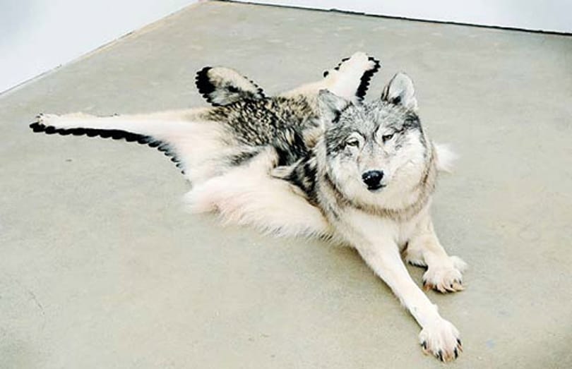 Újraértelmezi a taxidermiát Nicholas Galanin