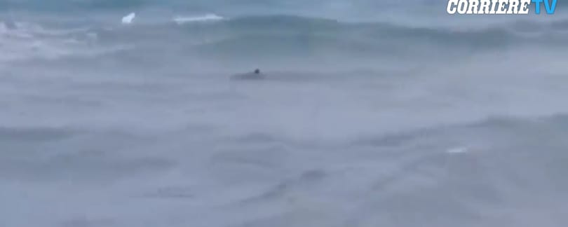 A strandolóktól pár méterre úszkált egy jókora cápa Dél-Olaszországban – videó
