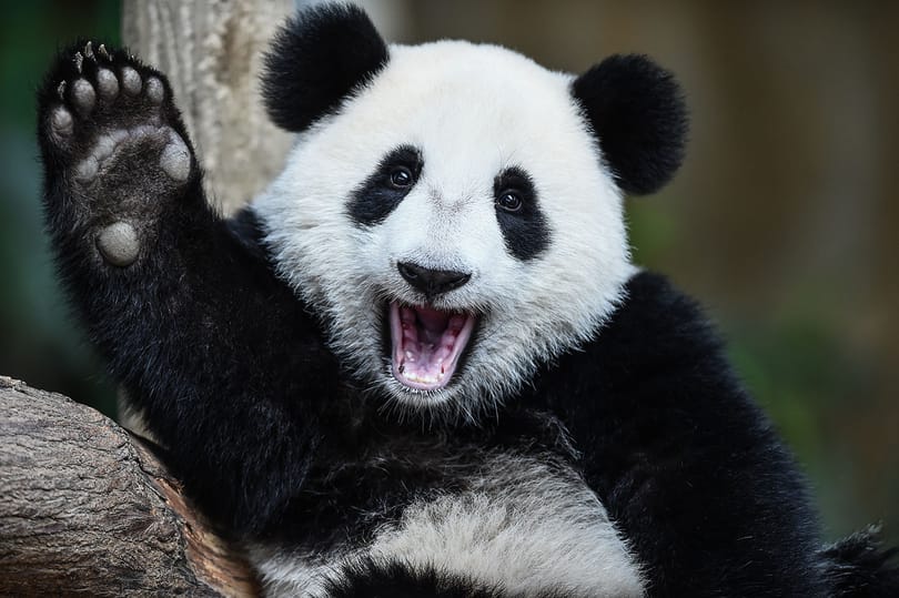 Még több kínai sz@r a piacon: papír készül a pandakakiból