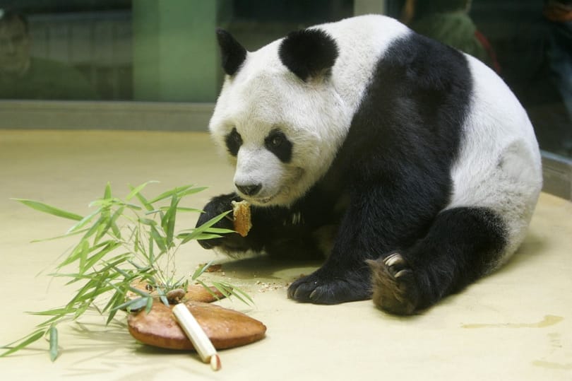 Videó: Egy panda sétálgatott a kínai utcákon
