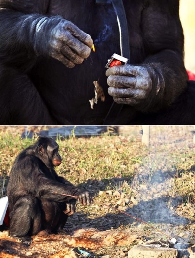 Egy majom, aki megtanult tüzet gyújtani?