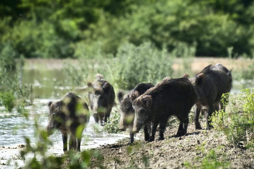 Kenutúrákat indítanak augusztusban a gemenci erdőben