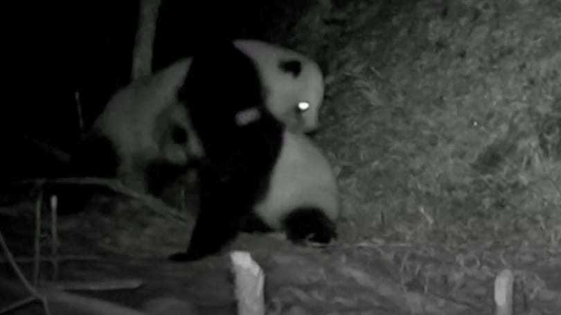 Összeverekedett két panda Szecsuanban, 17 percig gyűrték egymást - videó