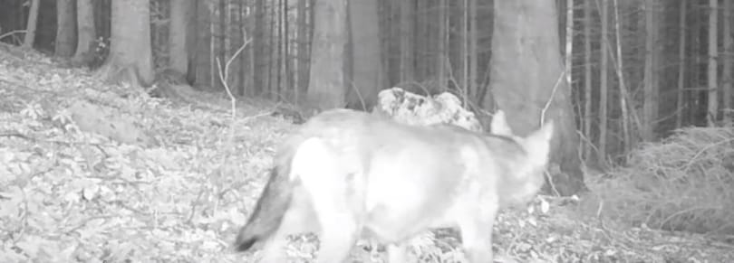 Egyszer csak átsétált egy farkasfalka az aggteleki vadkamera előtt – videó
