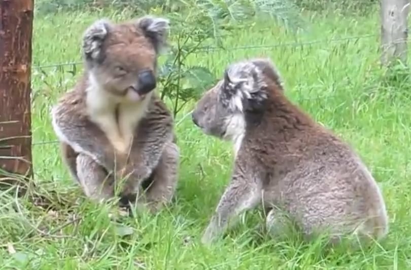 Így zördül össze két koala - ennivaló videó