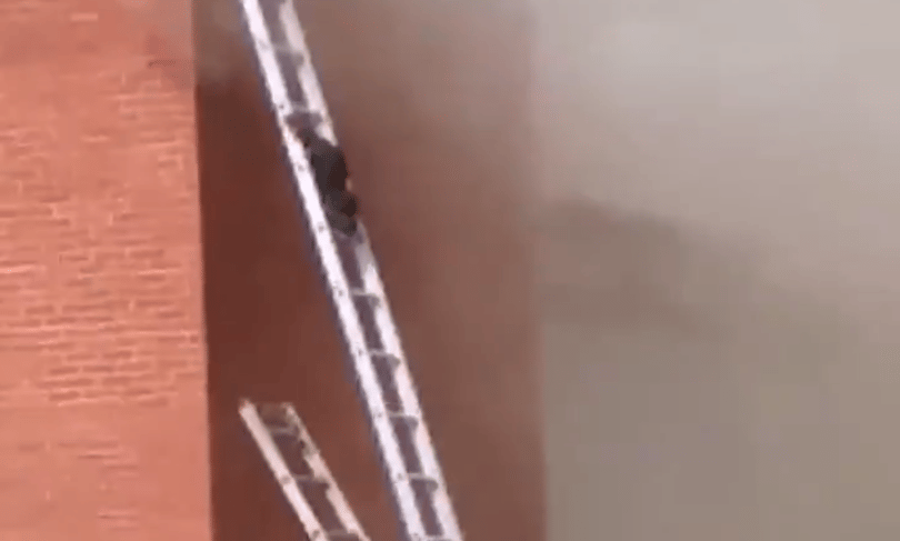 Létrán menekülnek a mosómedvék a tűzből - videó