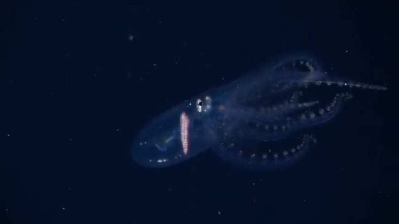 Lélegzetelállító képek nyerték az idei Ocean Photography Awardsot