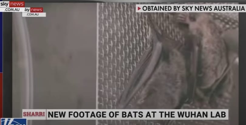 Sky News: Ez a videó bizonyítja, hogy Kína nem mondott igazat a koronavírus eredetéről