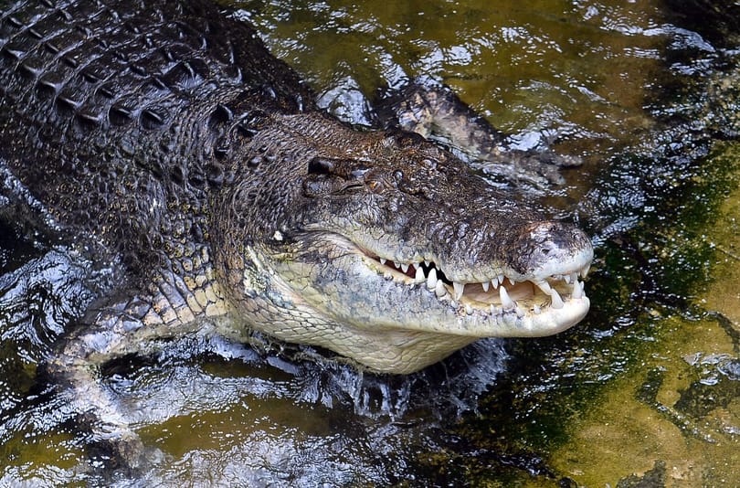 Szétfeszítette a hüllő állkapcsát, így szabadult ki a krokodil szájából az ausztrál férfi