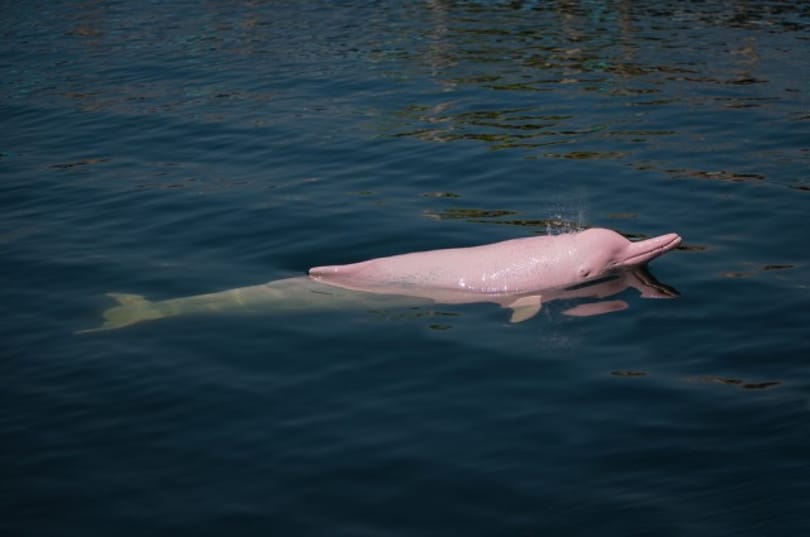 Mesebeli delfint találtak: egy rózsaszín példány bukkant fel Amerikában