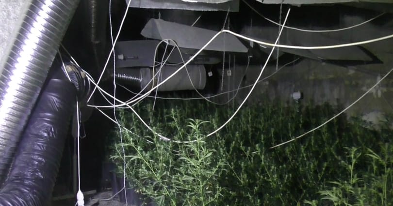Gyanús volt, hogy nincs áram a környéken, kannabiszültetvényt találtak a budafoki barlangban