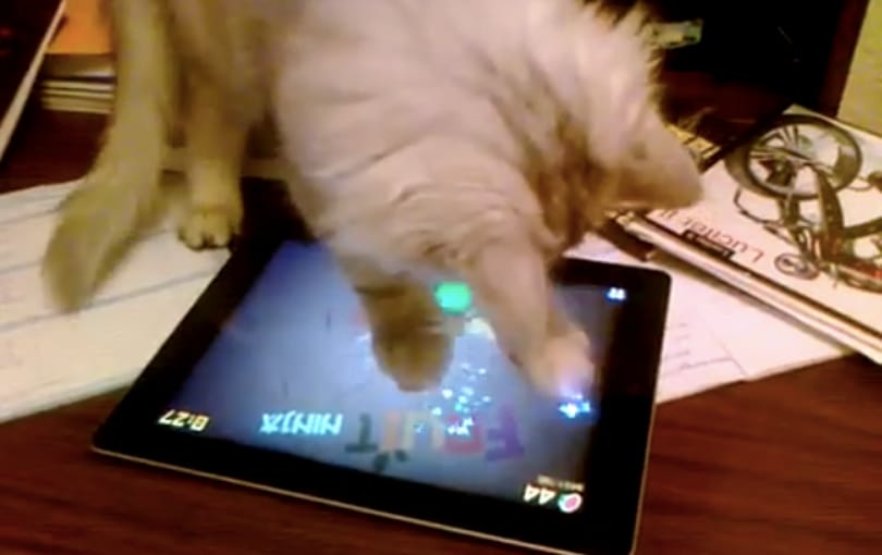 Játékos állatok 3: a macskáknak is jól megy a Fruit Ninja! [videó]