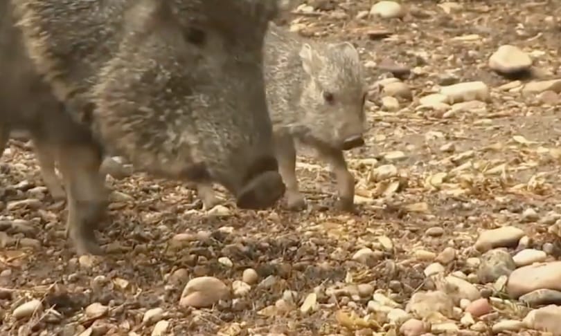 Videó: Igen ritka és ugyanennyire aranyos Chaco-pekarik születtek a prágai állatkertben