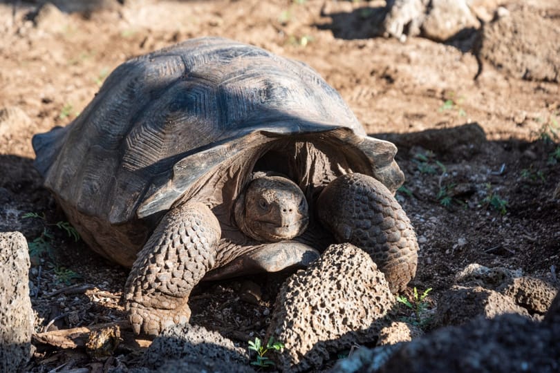 Több mint száz éve kihaltnak hitt óriásteknősre bukkantak a Galápagos-szigeteken