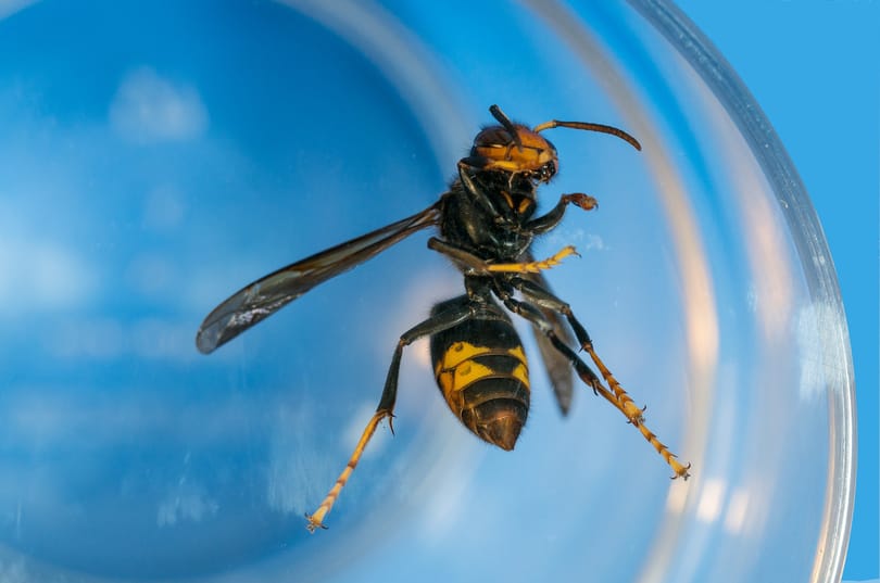 Benne van a pakliban a veszély, hogy az ázsiai lódarázs tartósan megtelepedik Magyarországon