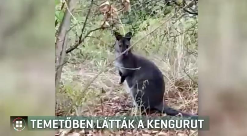 Kenguru ugrált a törökszentmiklósi temetőben