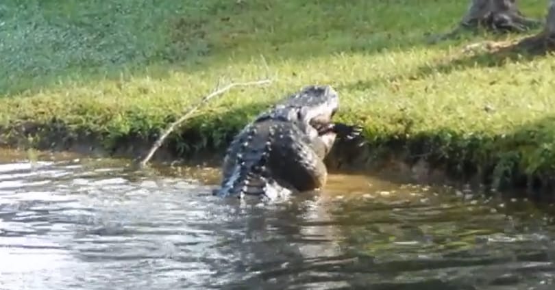 Zabálja az internet a kannibál aligátorról készült videót