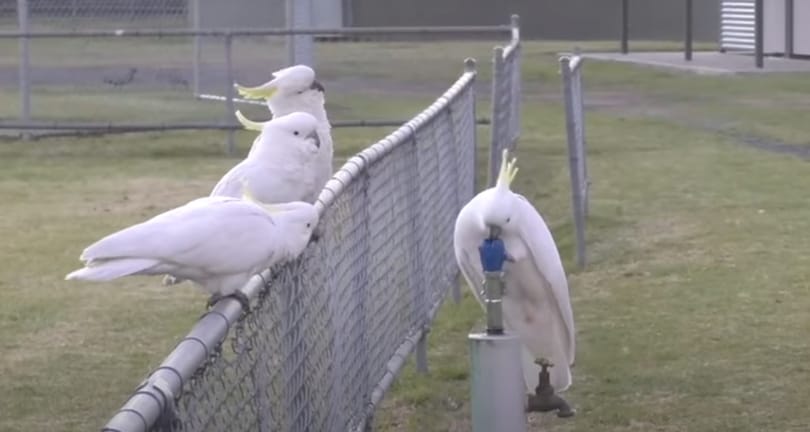 Megfejtették az ivókutak trükkjét, azóta szinte csak abból isznak a kakaduk – videó