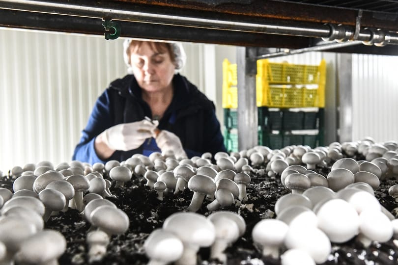 A multikkal is megvívott a magyar gombás, aki nagyban játszott és bejött neki