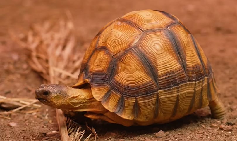 Speciális görgőket kapott a háromlábú teknős, hogy újra teljes életet élhessen – videó