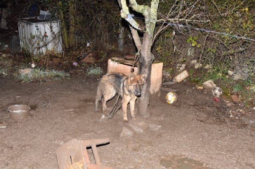 Szörnyű körülmények közül mentettek ki egy kutyát a veszprémi rendőrök