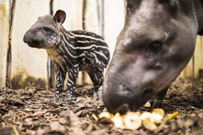 Jaguár és tapír felett is sétálhatunk majd Nyíregyházán