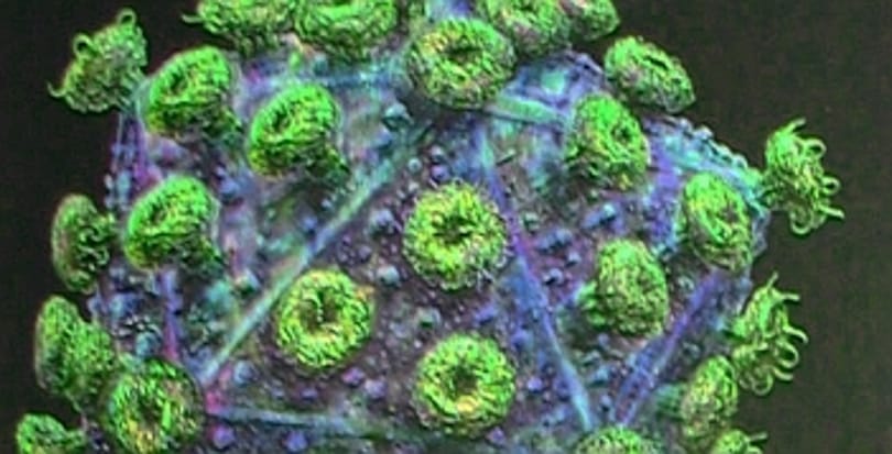 Találtak egy beteget, aki magától gyógyult ki a HIV-fertőzésből
