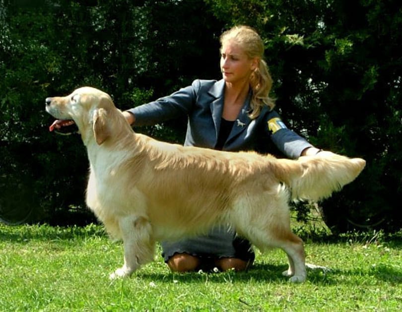Miért élnek kevesebb ideig a golden retrieverek?