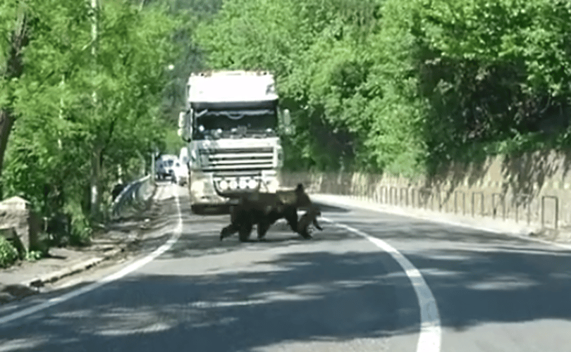 Látott már medvecsaládot így átkelni az országúton? – videó