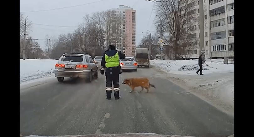 Videó: sánta kutyát jobb, ha a rendőr kíséri át az úttesten