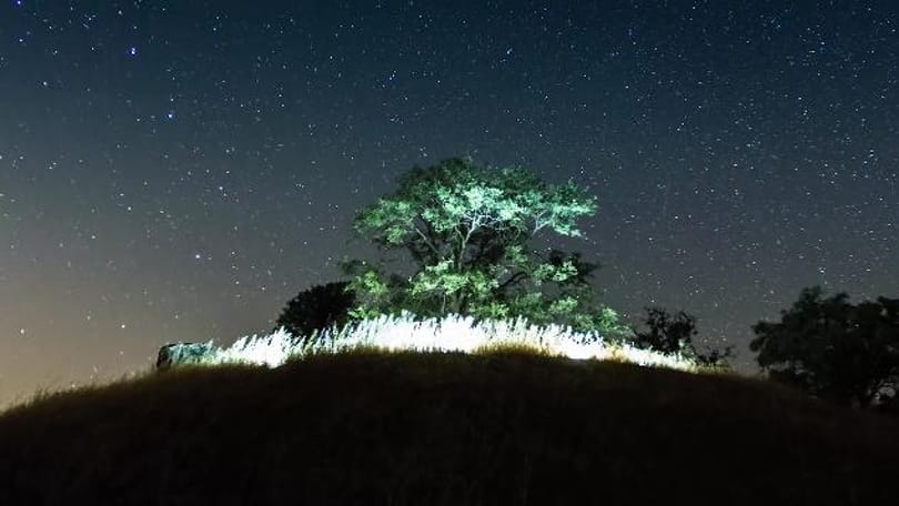 Zavargástól az állati test bomlásáig - minden belefért ebbe a lenyűgöző time-lapse videóba