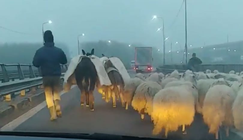Az autópálya hídján terelt át egy román juhász több száz birkát – videó