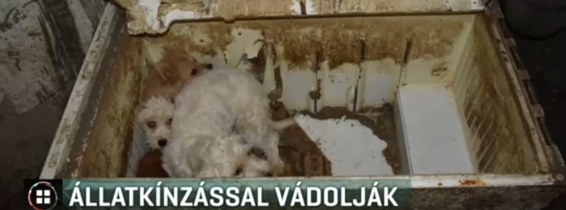 RTL: Hetven kutya hangszálát vágatta ki egy karcagi férfi, hogy ne bukjon le, hány állatot tart